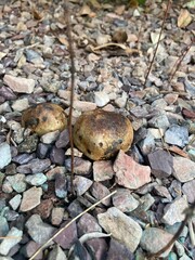 pisolithus