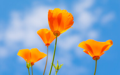 Californian poppies