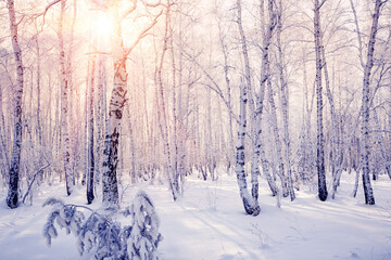 Winter forest with snow-covered trees at sunset. Frosty trees lit by the sun. Christmas Holidays.