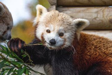 Panda roux mangeant du bambou