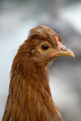 A close-up portrait of a beautiful young brown chicken with a small comb, a tuft on its head and a yellow beak. Home breeding of birds. Breeding of pedigreed birds. Laying hen at home farmstead