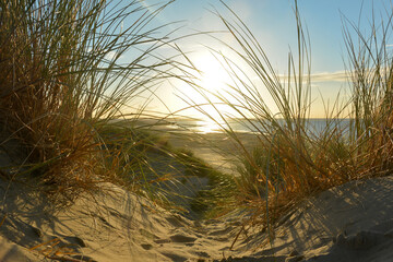 View through beach grass to the sea at sunset