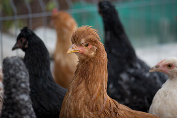 Portrait of young chickens of different breeds walking in the poultry yard.Chicken farm.Free-range chickens. A chicken with a bunch of feathers on its head is brown.Chickens and roosters on background