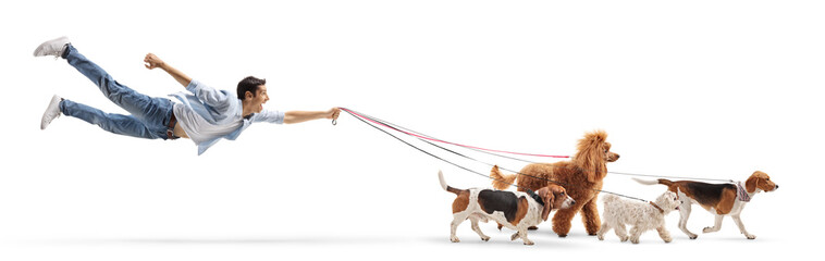 Guy dog walker flying with multiple dogs on a lead