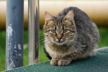 Street Cat