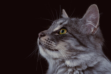 Black cat on a black background. Close-up view head and face of an elegant pet