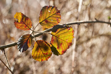 Blackberry leaf  in autumn macro