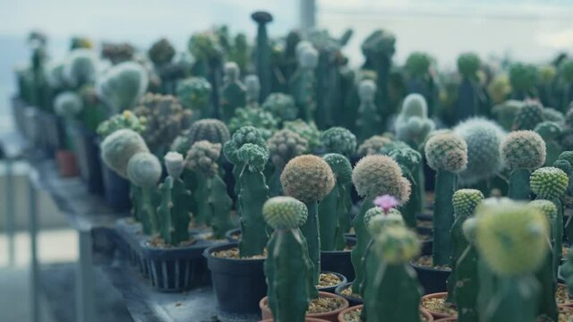 Small gardening concept of 4k Resolution. Cactus in the nursery. Cultivation and breeding.