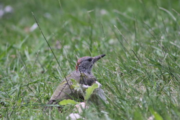 pito real p&aacute;jaro madrid rio