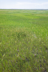 Prairie Wind Overlook in Badland national park during summer. From grassland to valley. Badland landscape South Dakota.