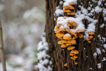 Flammulina velutipes mushroom on wooden log on dark bark during winter season covered with snow