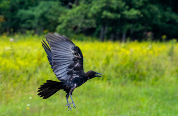 Black Bird at Cades Cove Wildlife Refuge in Tennessee.