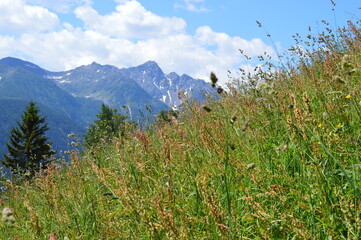 A meadow and behind mountains in Southtyrol 