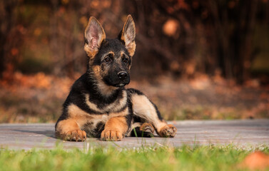 puppy shepherd dog in autumn park