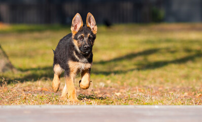 puppy shepherd dog in autumn park