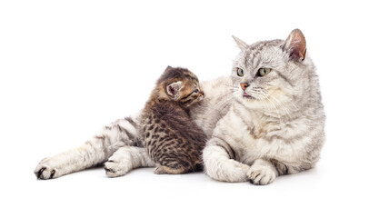 Plakat Mom cat with kitten.