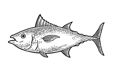 Whole fresh fish tuna on white. Vintage engraving monochrome black illustration.
