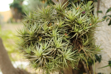 Tillandsia plant in the garden under the sun