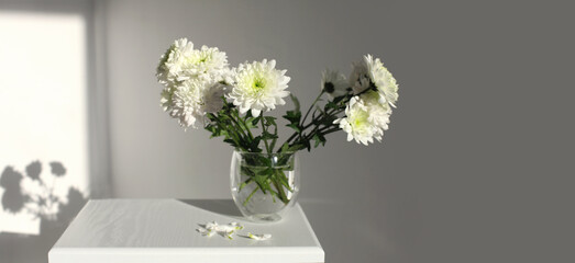 White chrysanthemums and aster flower in glass on gray interior. Selective soft focus. Minimalist still life. Light and shadow nature horizontal long background.