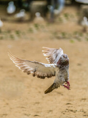 Dove in the wind