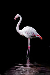 flamingo on the water