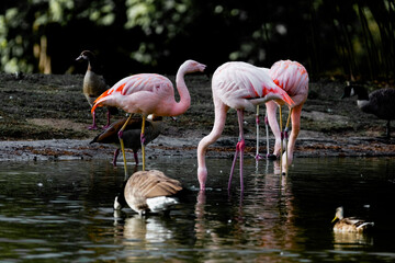pink flamingos in the water