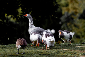 goose on the farm