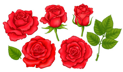 Obraz premium Set of Illustration of Vibrant Red Roses. Vector Design Elements of Separated Flowers and Leaves Isolated on the White Background. 