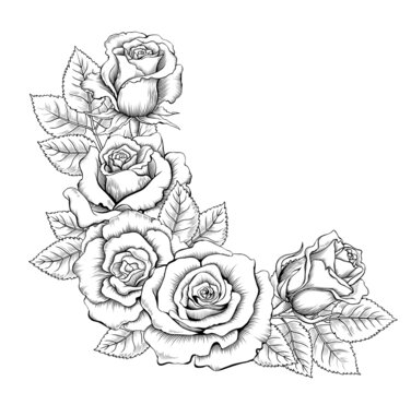 Corner Composition of Vintage Hand-Drawn Roses. Black and White Engraved Illustration in Retro Style. Vector Image Isolated on the White Background