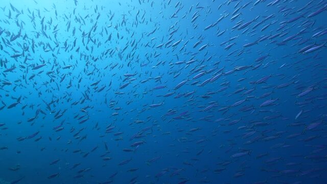 Seascape with School of Boga Fish in the coral reef of the Caribbean Sea, Curacao