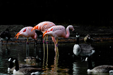 Fototapeta na wymiar group of flamingos