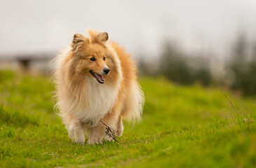 Shetland sheepdog on the grass looking happy
