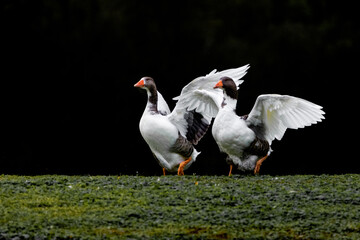 white goose on the grass