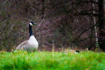 Portrait of a Canada Goose on a green meadow
