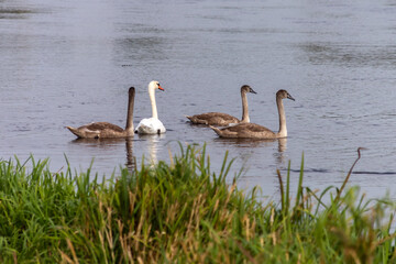 Lato w Dolinie Narwi i Biebrzy, Podlasie, Polska