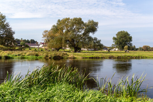 Lato w Dolinie Narwi i Biebrzy, Podlasie, Polska