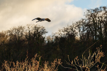 Grey heron in flight before sunset over a forest with dramatic sky