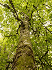 Primer plano de un haya con hojas verdes y musgo
