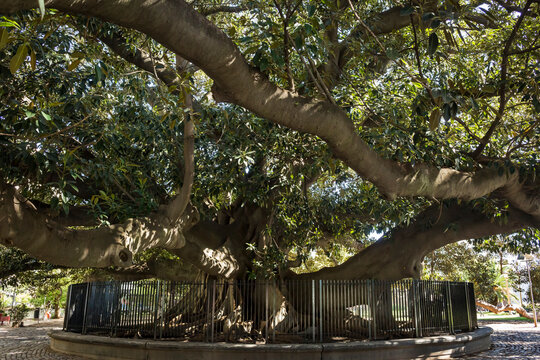 Giant Gomero tree in La Recoleta, Buenos Aires