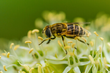 A bee suspended on pollen