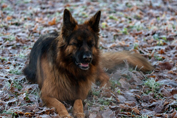 german shepherd dog on grass covered with frost, dog portrait. Autumn leaves on ground
