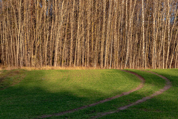 Alder tree forest background after green meadow with bending pathway in sunset light