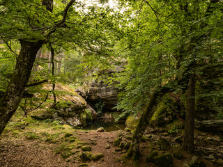 Rincón de bosque con hayas y laguna de agua.
