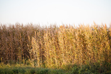 Fototapeta premium Wild reed field background. Autumn river coast nature.