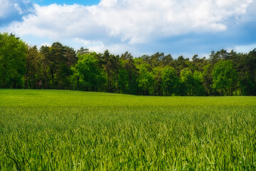 Obraz premium Green meadow in front of a forest with clouds