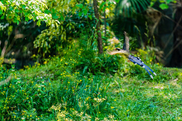 Taiwan blue magpie flying in the jungle