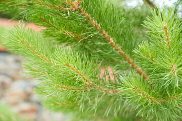 Spruce branch close-up. Surface focus. Fluffy spruce branch close-up. The concept of Christmas wallpaper. A place to copy. High quality photo