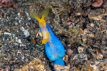 ibbon eel; Rhinomuraena quaesita;