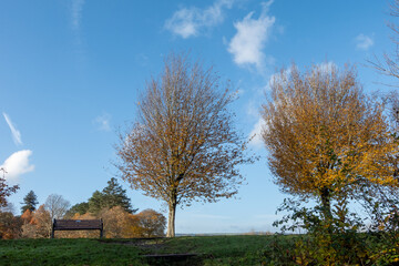 autumn landscape with trees