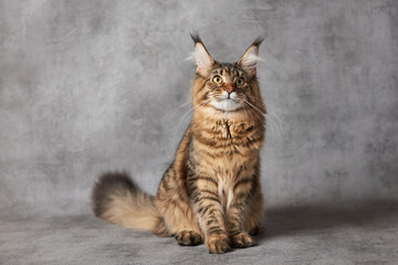 maine coon cat